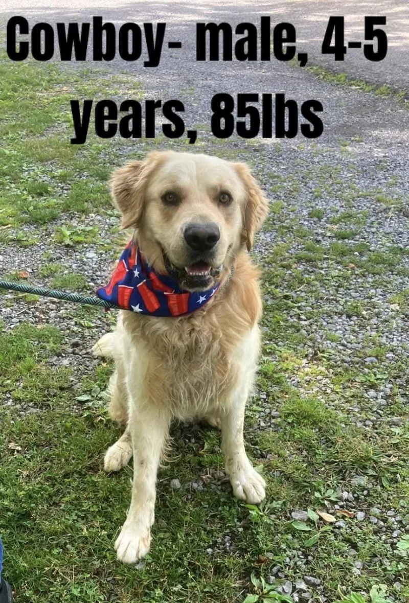 An adult large-sized male Apricot / Beige Golden Retriever dog named Cowboy for adoption in Christiansburg, VA
