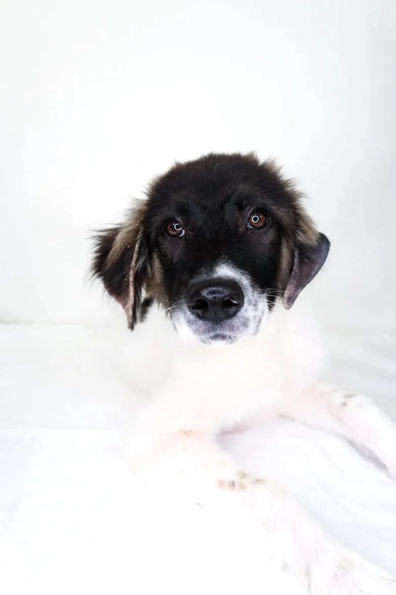A young medium-sized female Tricolor (Brown, Black, & White) Australian Cattle Dog / Blue Heeler dog named Miranda for adoption in Bixby, OK