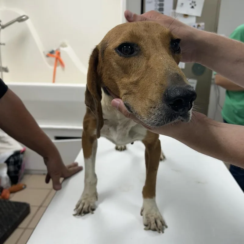 A senior small-sized male Brown / Chocolate Beagle dog named Bristol for adoption in West Point, MS