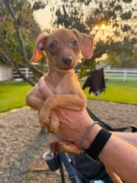 A baby small-sized female Chihuahua dog named Jessie for adoption in West Richland, WA