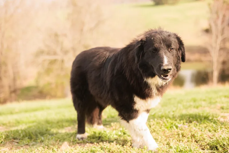 An adult medium-sized male Newfoundland Dog dog named Izaiah Transport for adoption in Gradyville, KY