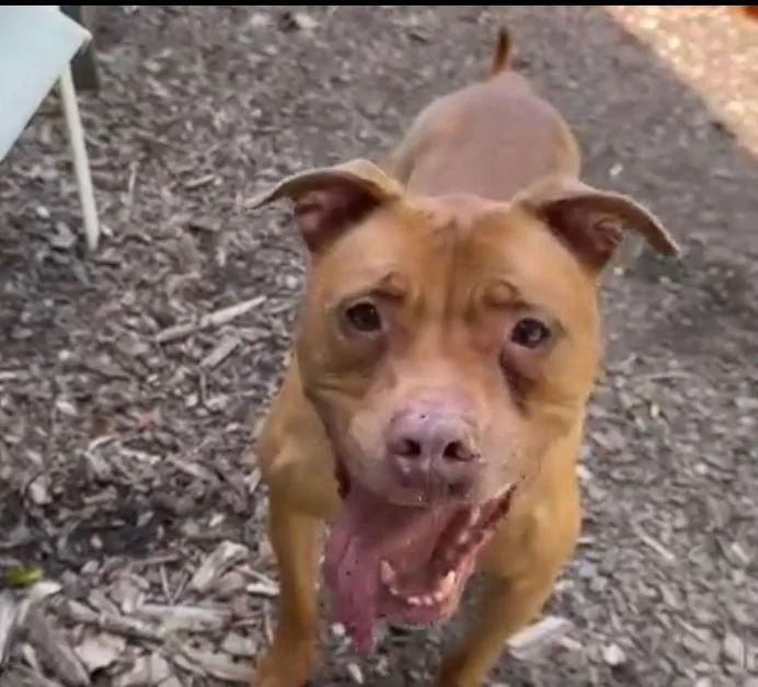An adult medium-sized female Pit Bull Terrier dog named Rosie for adoption in Tonawanda, NY