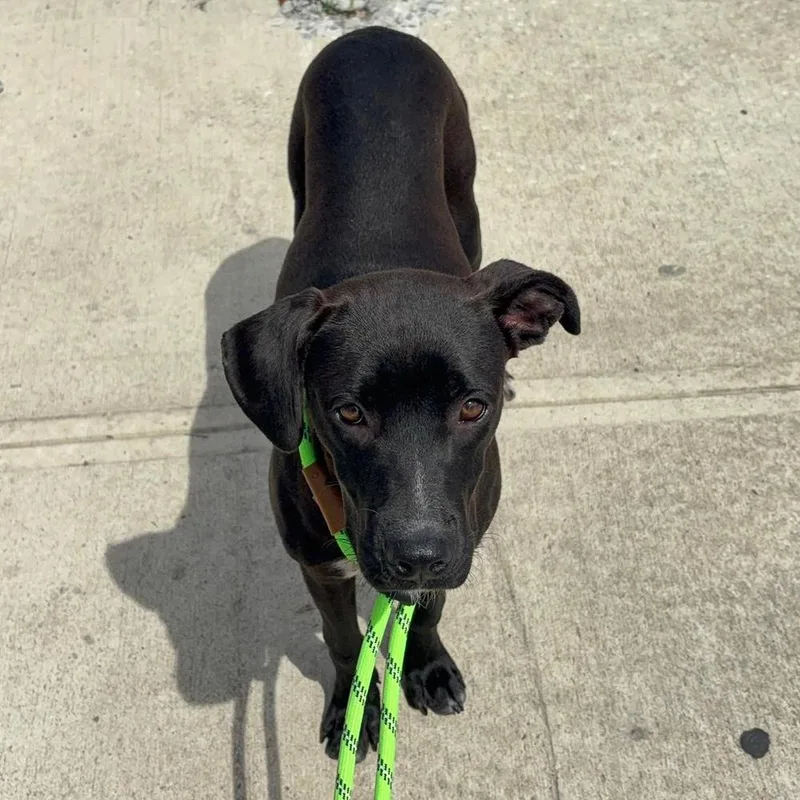 A young medium-sized female Tricolor (Brown, Black, & White) Plott Hound dog named Cove for adoption in Long Island City, NY