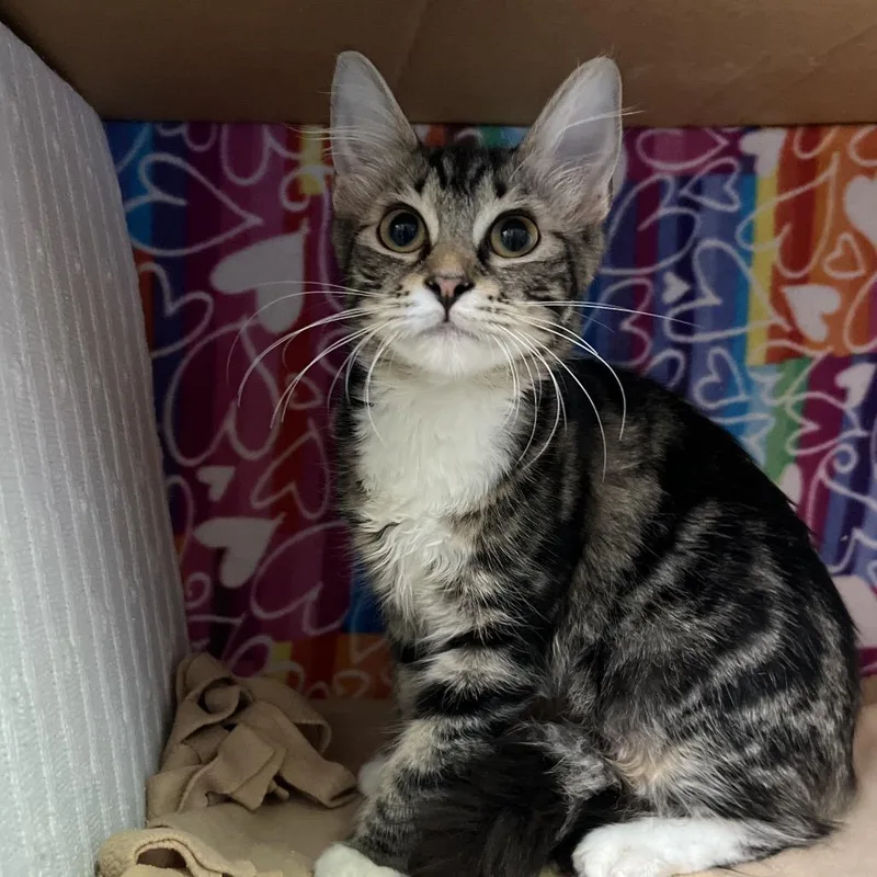 A baby medium-sized female Brown / Chocolate Domestic Medium Hair cat named Gracie for adoption in Naples, FL