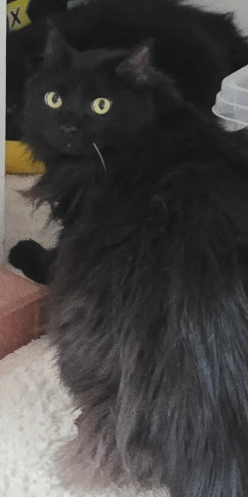 Hissy Fit thumbnail 2