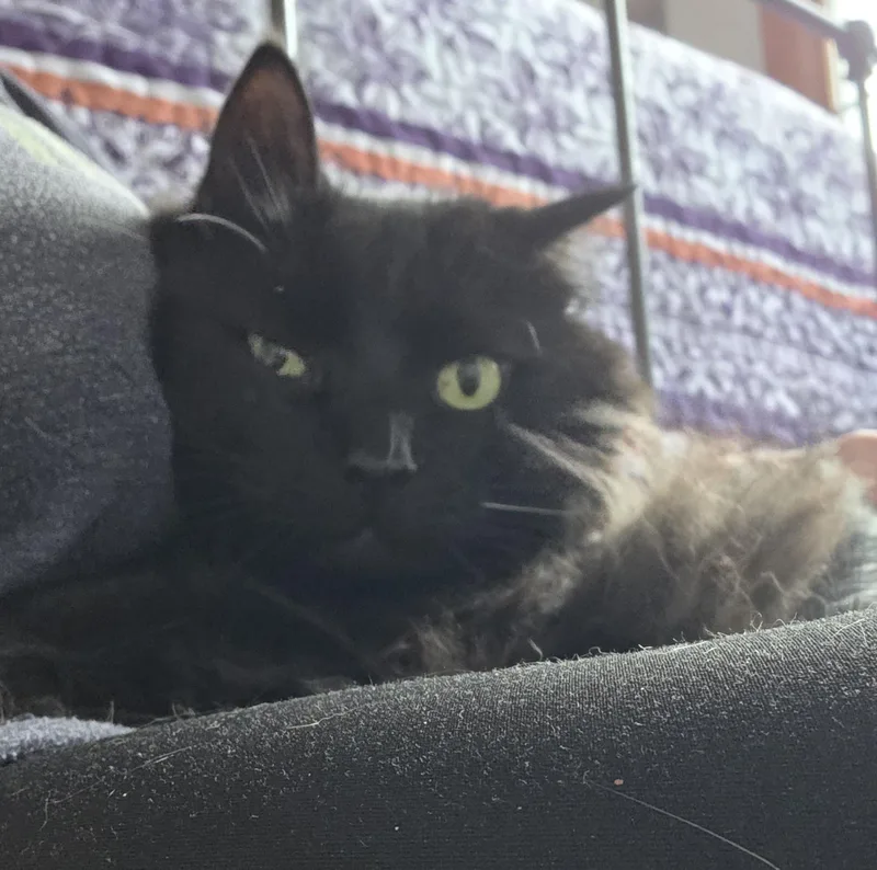 Hissy Fit thumbnail 3