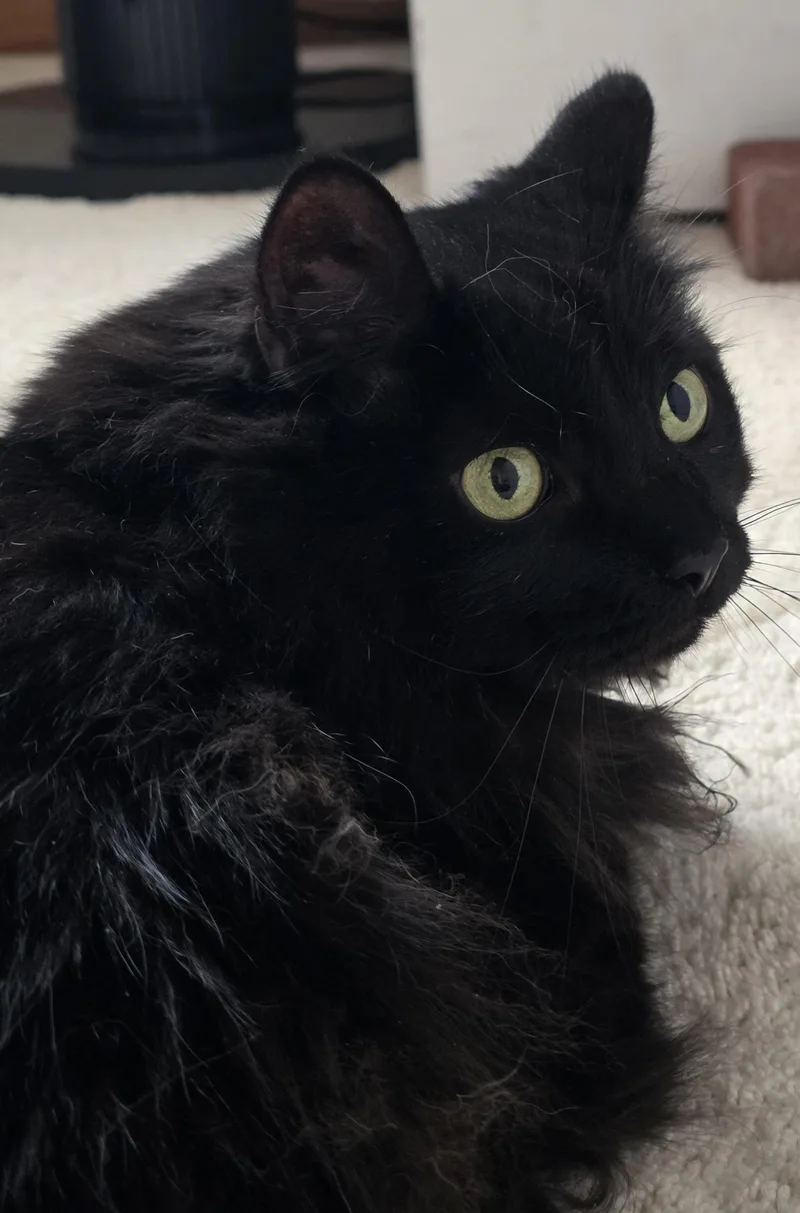 Hissy Fit thumbnail 4