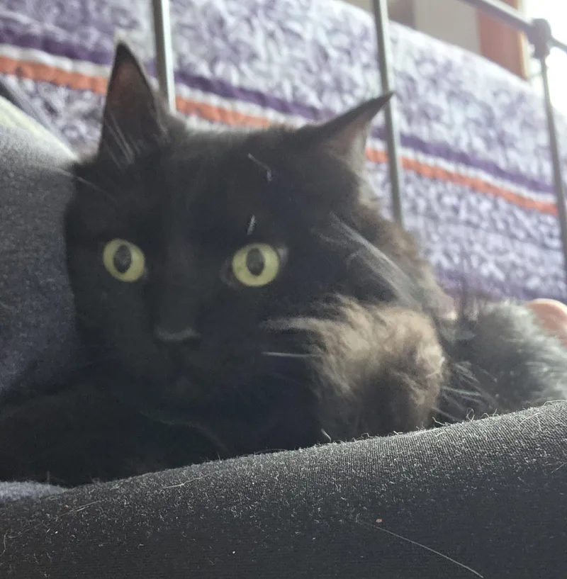 Hissy Fit thumbnail 5