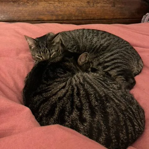 Tarzan And Sully  thumbnail 2