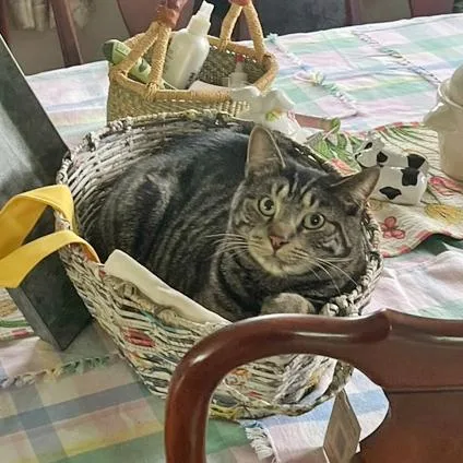 Tarzan And Sully  thumbnail 3