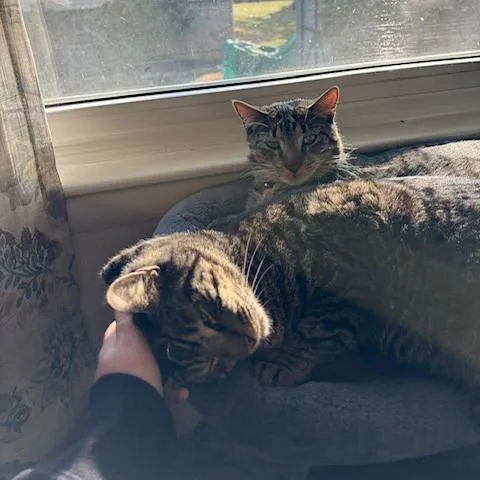 Tarzan And Sully  thumbnail 4