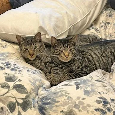 Tarzan And Sully  thumbnail 5