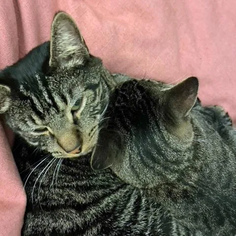 Tarzan And Sully  thumbnail 6