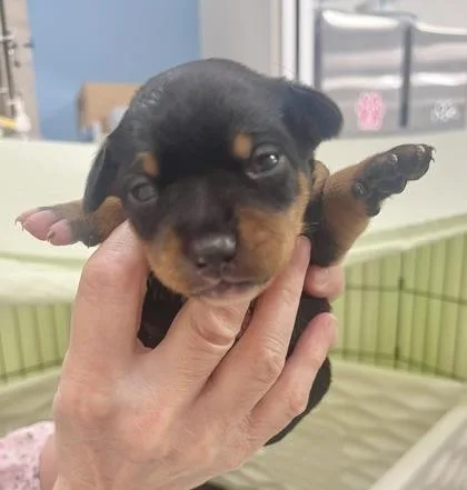 A baby small-sized female Black Terrier dog named Bianca for adoption in Annapolis, MD