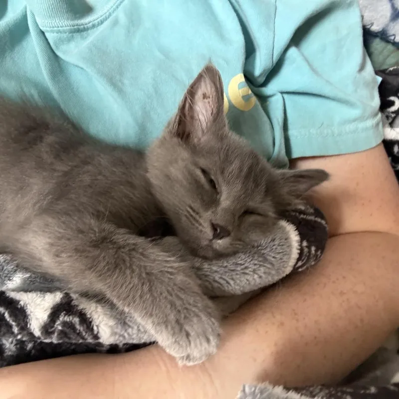 A baby medium-sized female Gray / Blue / Silver Russian Blue cat named Alani for adoption in Chattanooga, TN