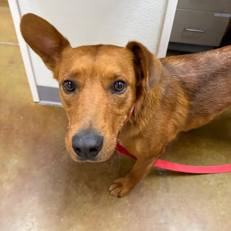 An adult medium-sized male Red / Chestnut / Orange Australian Kelpie dog named Colby for adoption in Albuquerque, NM