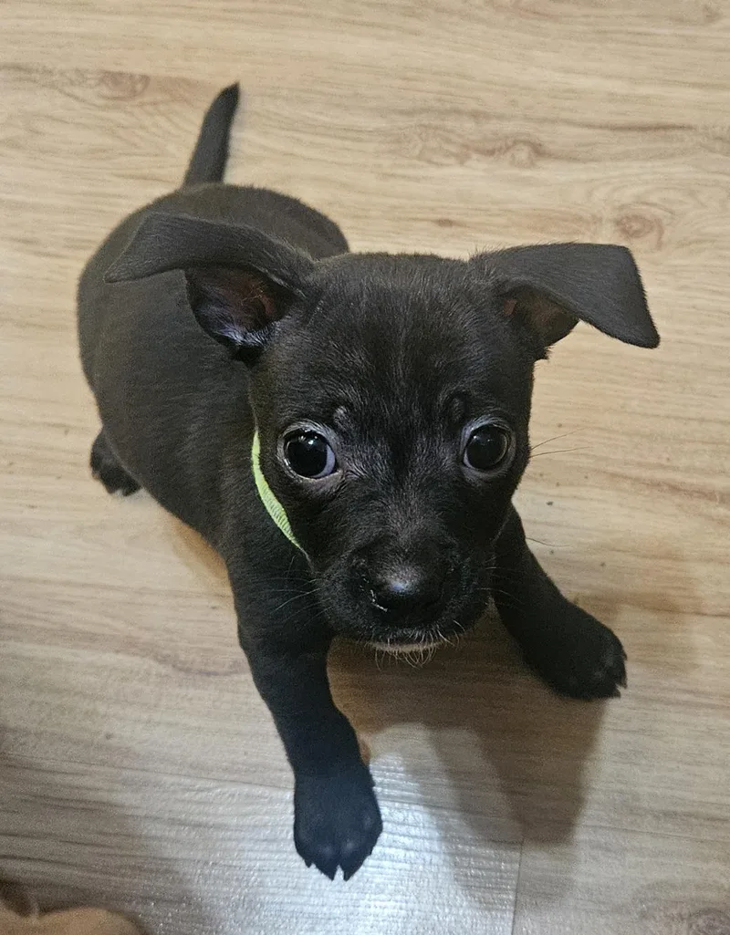 A baby small-sized female Black Chihuahua dog named Nikki for adoption in Galt, CA