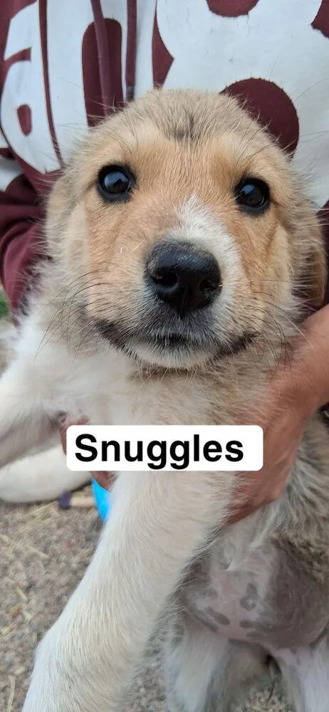 A baby medium-sized female White / Cream Australian Shepherd dog named Snuggles for adoption in Lafayette, CO