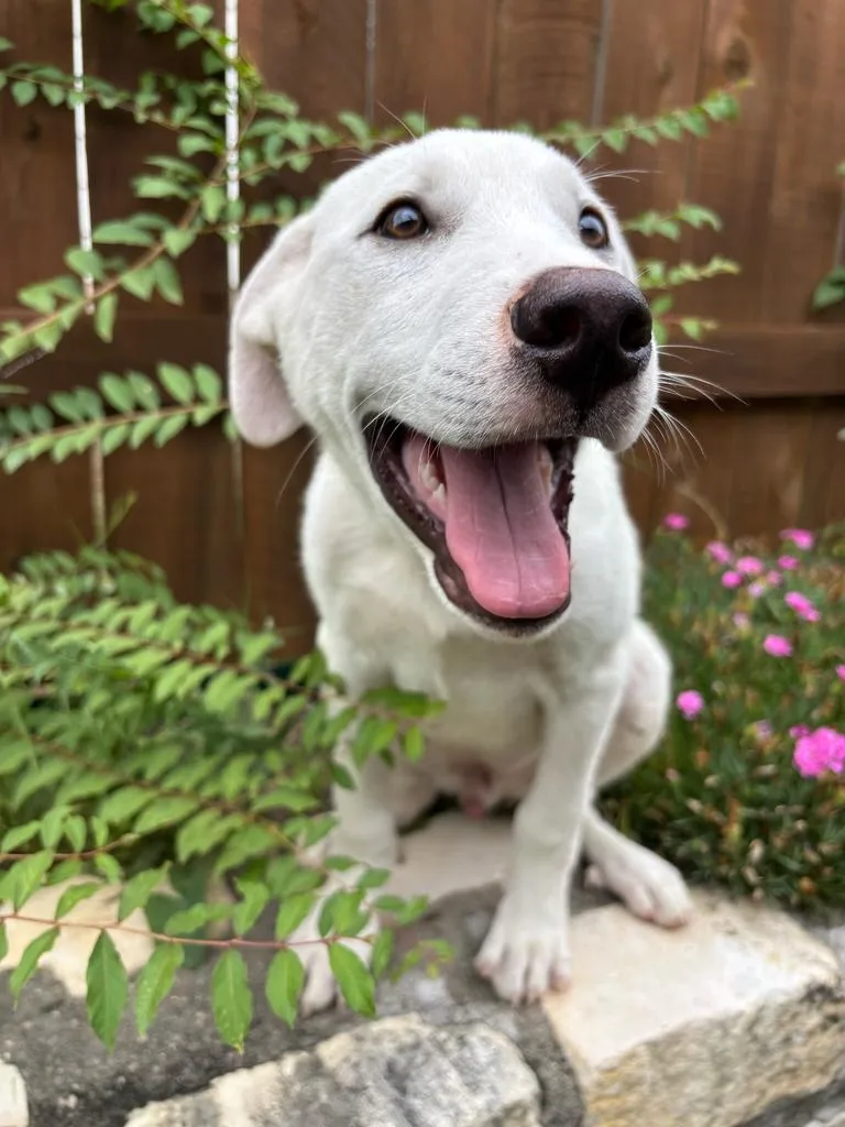 A baby large-sized male White / Cream Labrador Retriever dog named Law for adoption in Pflugerville, TX