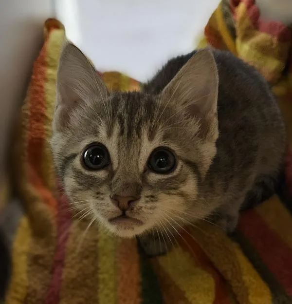 A baby small-sized female Domestic Short Hair cat named Chakra for adoption in Oakland, CA