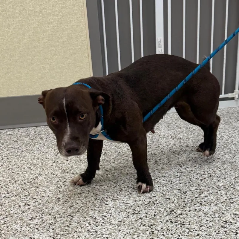 An adult medium-sized female Brown / Chocolate American Bulldog dog named Lulu for adoption in Madisonville, TN