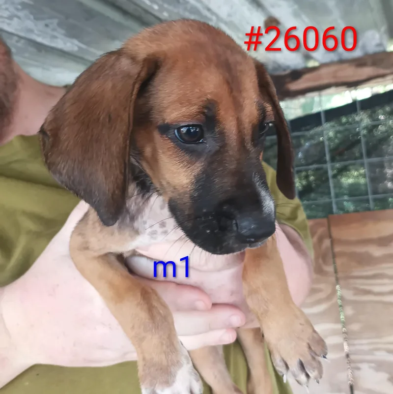 A baby medium-sized female Tricolor (Brown, Black, & White) Mixed Breed dog named M for adoption in Mexia, TX