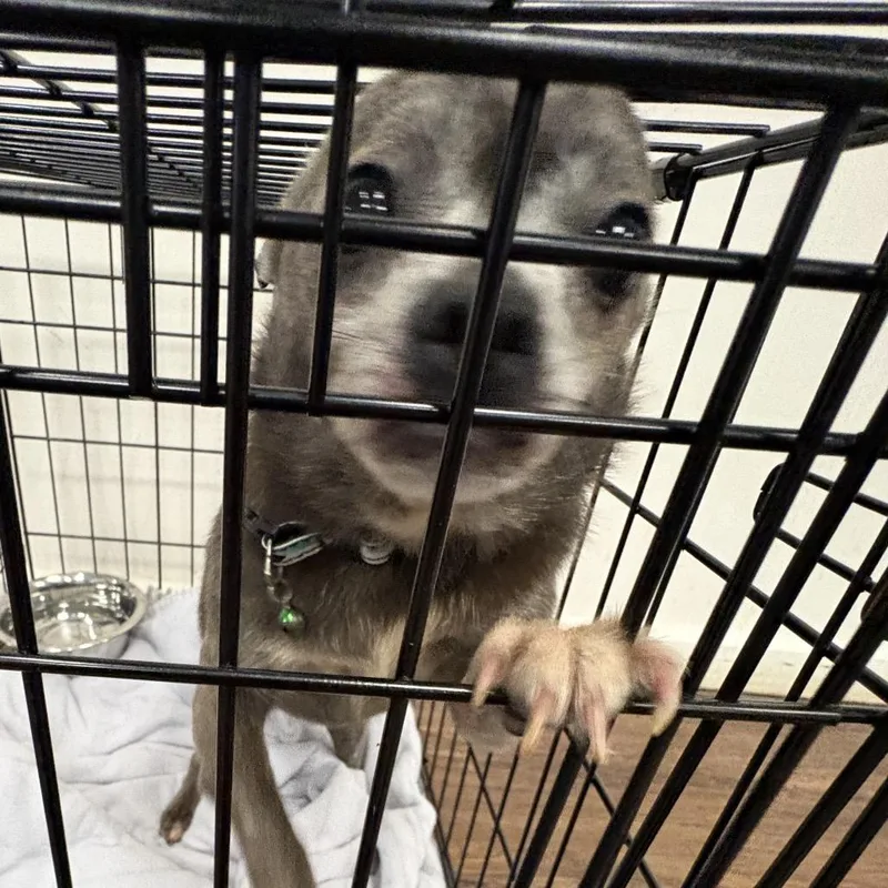 A senior small-sized female Gray / Blue / Silver Chihuahua dog named Grandma Cookie for adoption in St. Louis, MO