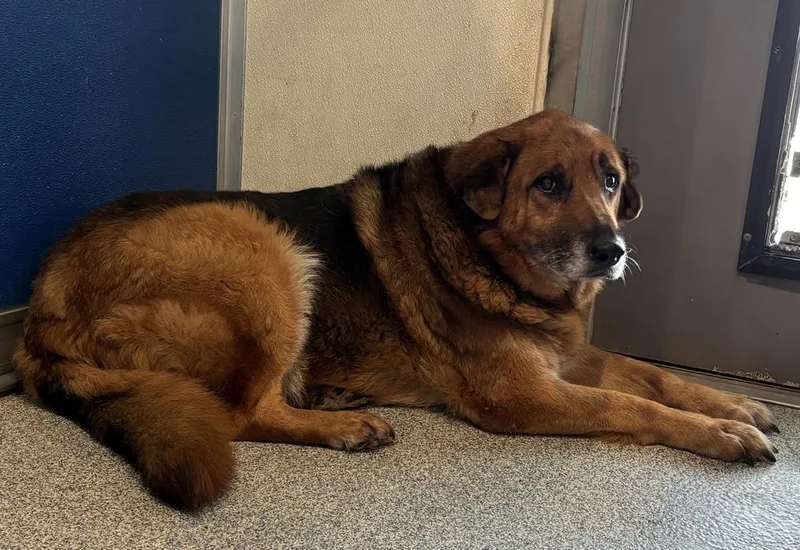 A senior large-sized female German Shepherd Dog dog named Zoe for adoption in Bartlesville, OK