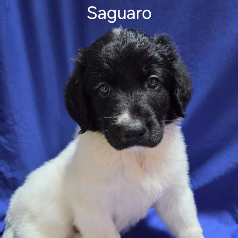 A baby small-sized male Mixed Breed dog named Saguaro for adoption in Naperville, IL