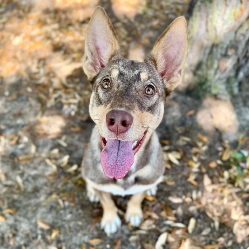 A young medium-sized female Brown / Chocolate Mixed Breed dog named Macie for adoption in Milton, FL