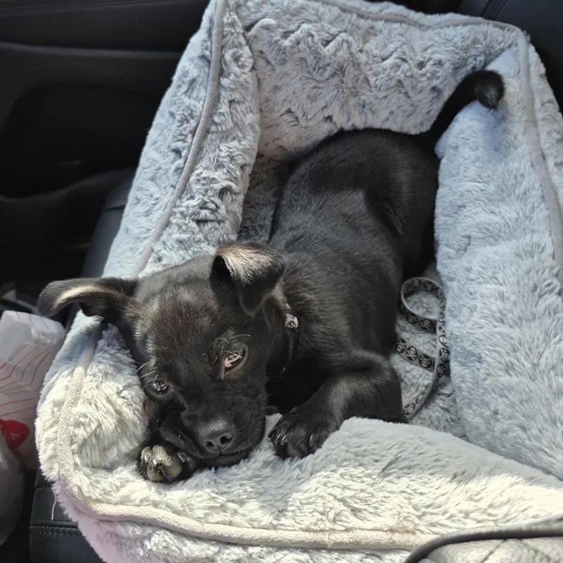 A young small-sized male Black Pug dog named Franklin for adoption in Tempe, AZ