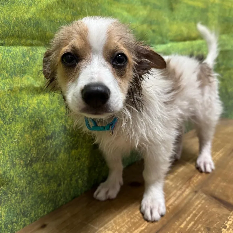 A baby small-sized male Chihuahua dog named Pax for adoption in Normal, IL