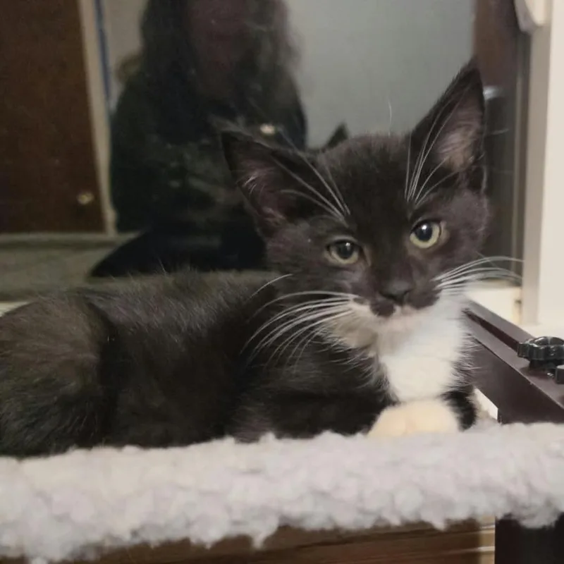A baby small-sized male Black Domestic Short Hair cat named Tesoro C for adoption in Princeton, MN