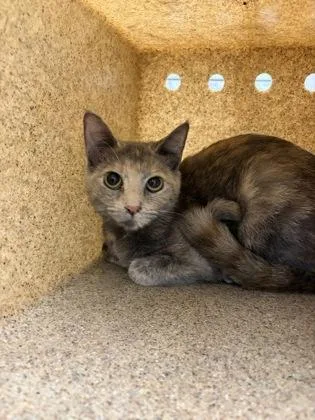 A baby small-sized female Domestic Short Hair cat named Venus for adoption in Gastonia, NC