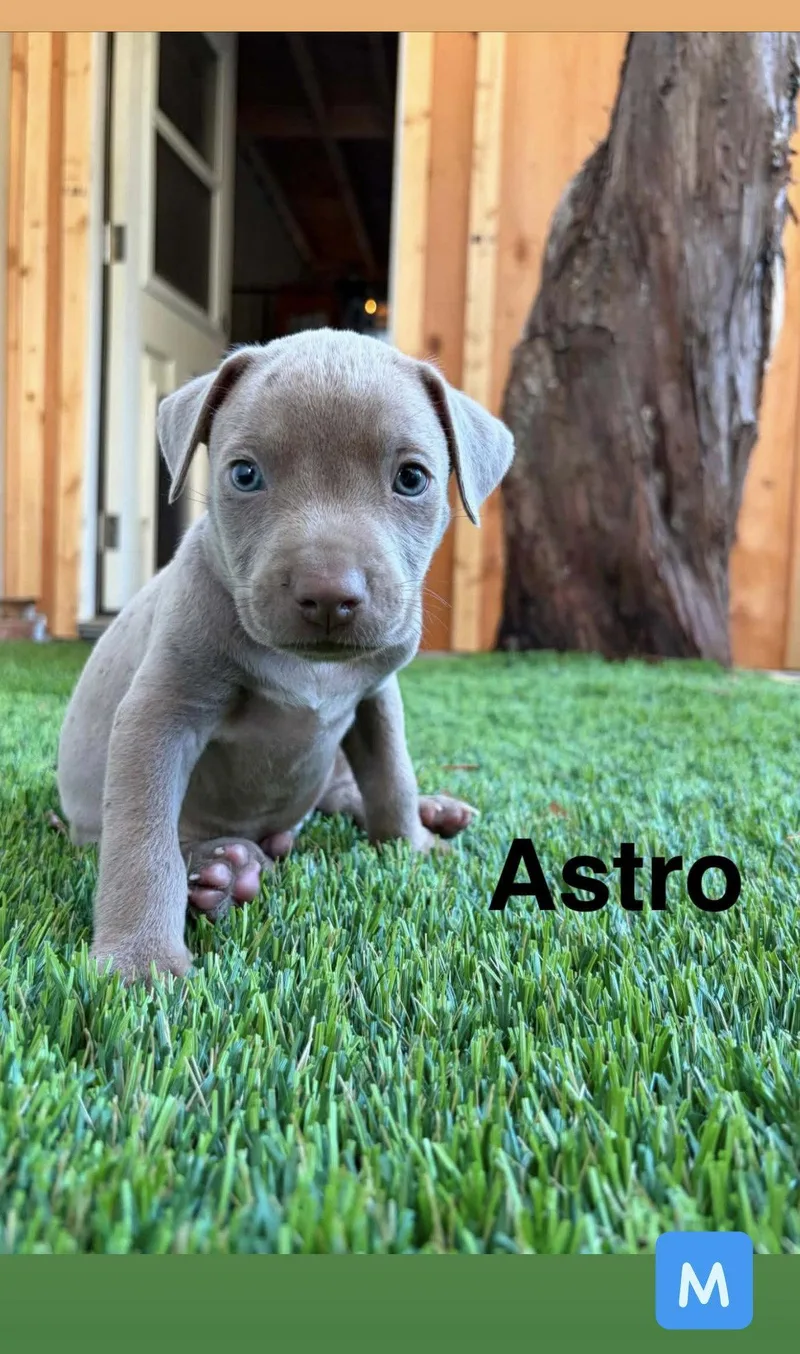 A baby medium-sized male American Staffordshire Terrier dog named Luna's Stars Astro for adoption in San Diego, CA