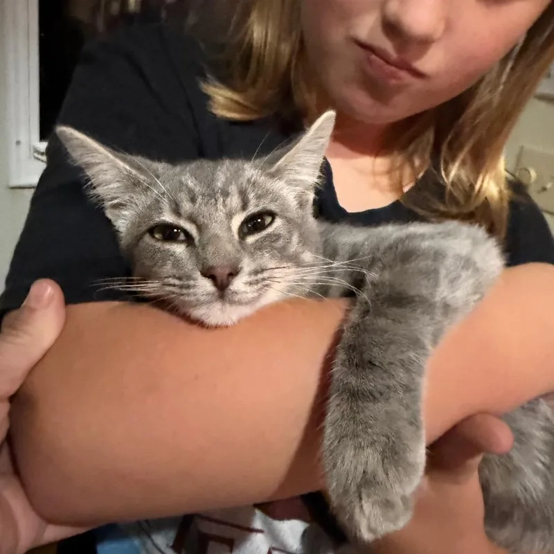 A baby small-sized male Gray / Blue / Silver Domestic Short Hair cat named Michael for adoption in Melbourne, KY