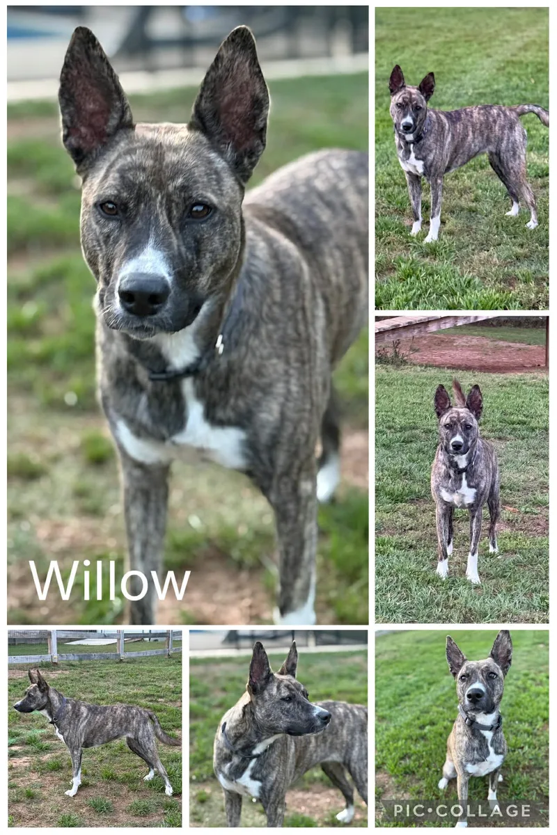 A young medium-sized female Brindle Husky dog named Willow for adoption in Enterprise, AL