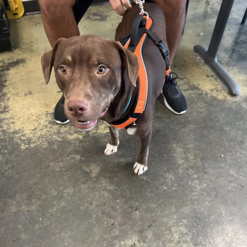 An adult medium-sized male Brown / Chocolate Mixed Breed dog named Guggi for adoption in Memphis, TN