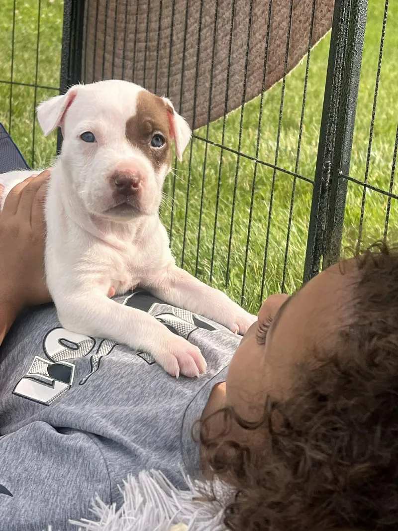 A baby medium-sized female White / Cream Mixed Breed dog named Izzy for adoption in Clinton, WI