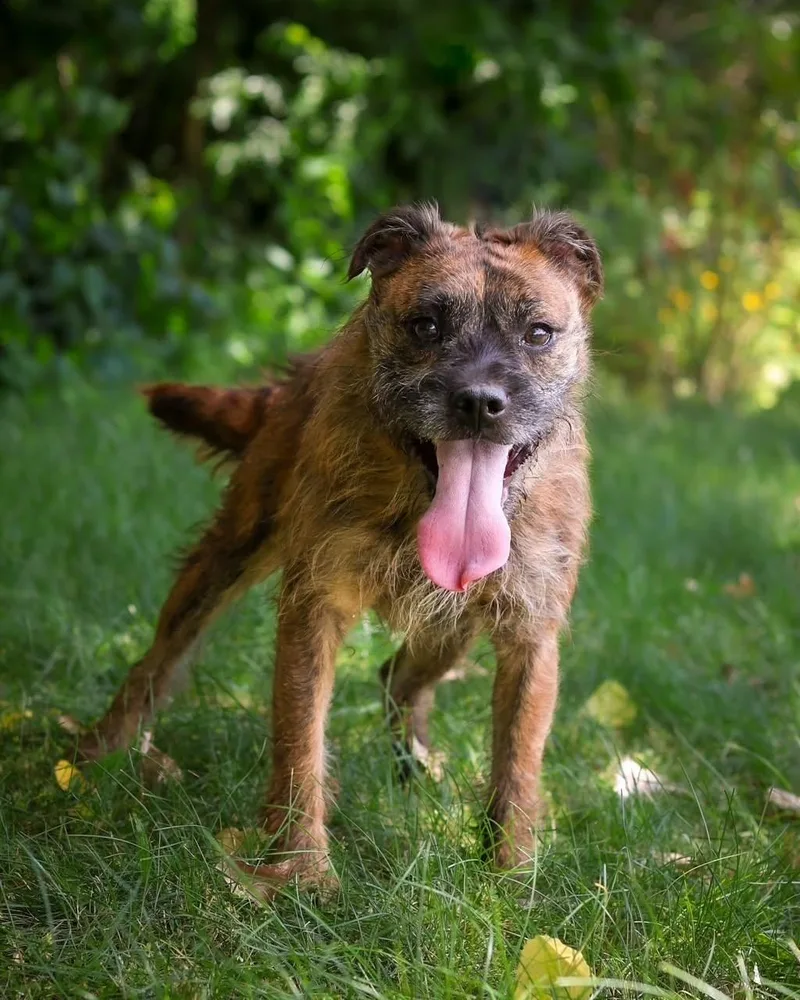 A young medium-sized male Brindle Terrier dog named Skipjack for adoption in Bridgeport, CT