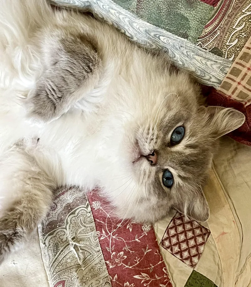 An adult medium-sized female Ragdoll cat named Anouk for adoption in valparaiso, IN
