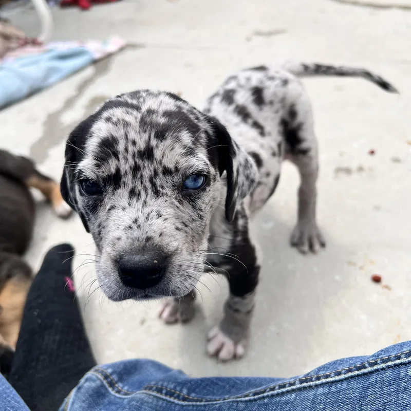 Huckleberry Huzzah thumbnail 3