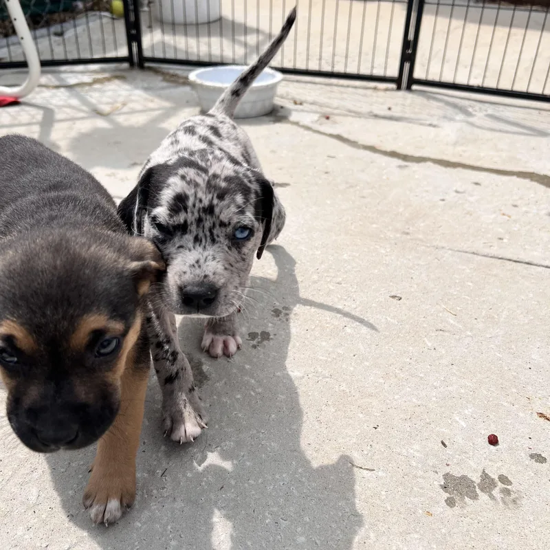 Huckleberry Huzzah thumbnail 4