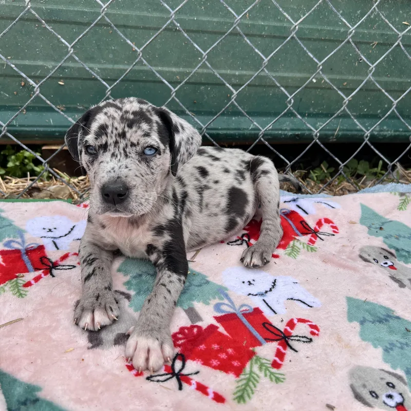 Huckleberry Huzzah thumbnail 5