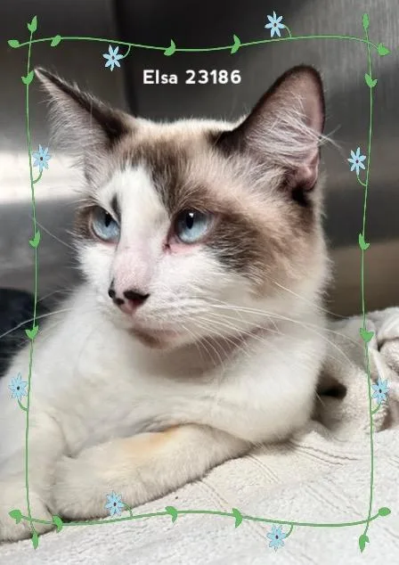 A baby medium-sized female Tabby (Buff / Tan / Fawn) Snowshoe cat named Elsa for adoption in Marietta, GA