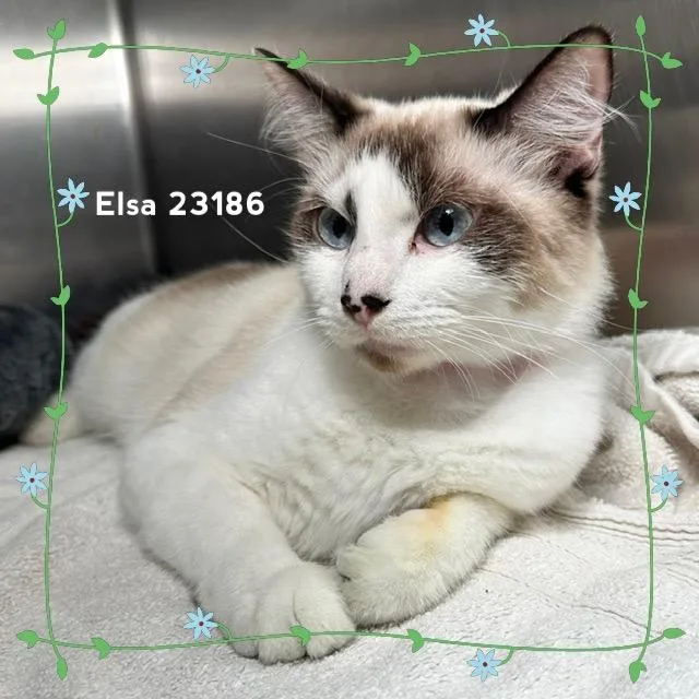 Elsa thumbnail 3