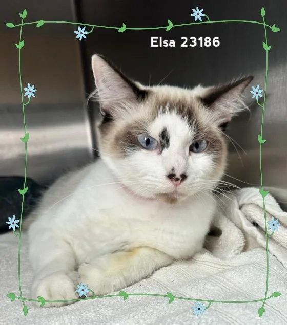 Elsa thumbnail 4
