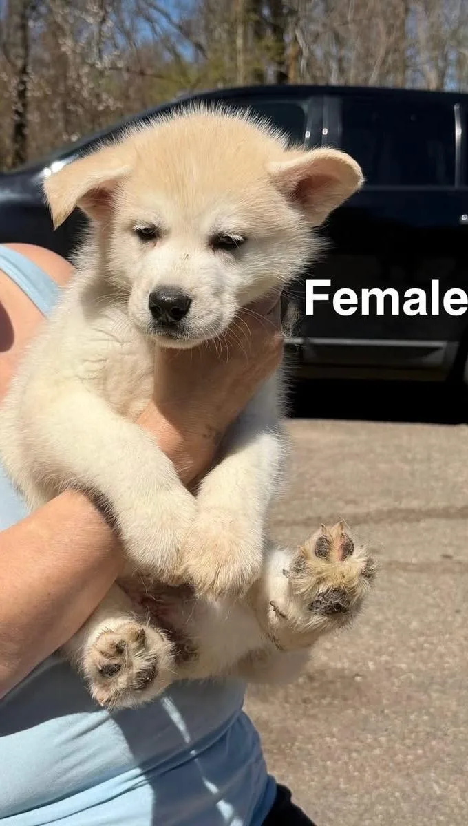 A baby large-sized female Apricot / Beige Husky dog named Heather for adoption in Mora, MN