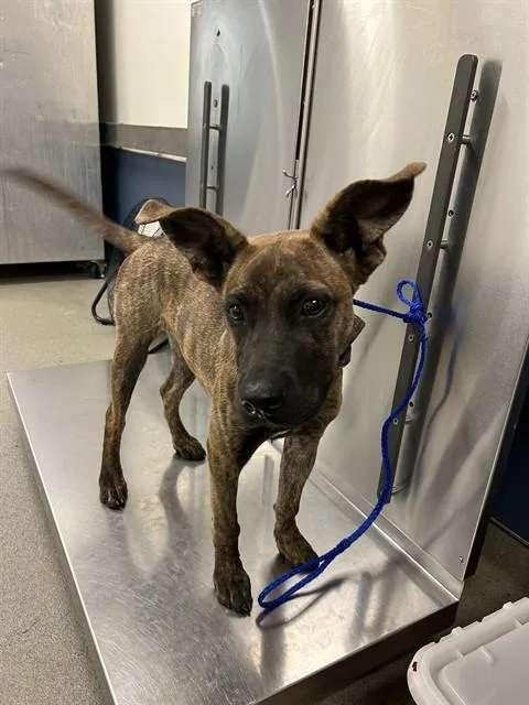A young medium-sized female Belgian Shepherd / Malinois dog named Sherri for adoption in Miami, FL