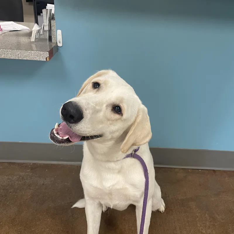 An adult large-sized female Yellow Labrador Retriever dog named Lucy for adoption in Gladstone, MO